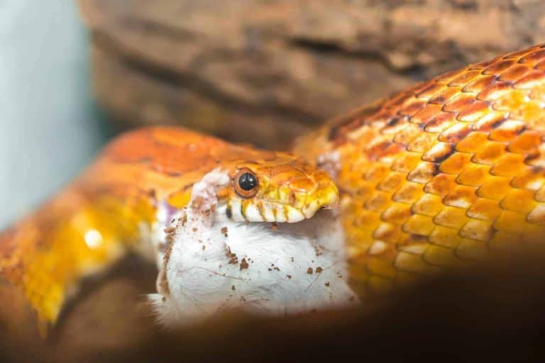 What Do Corn Snakes Eat in the Wild and in Captivity?