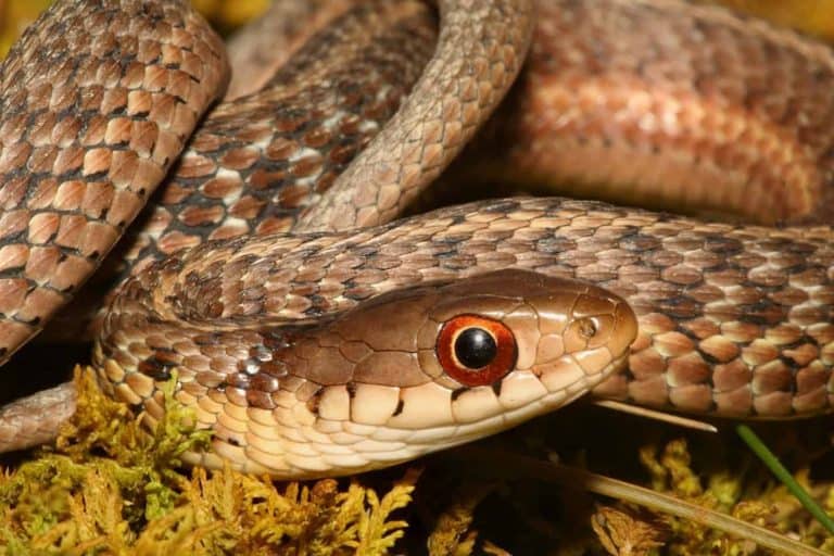 What Do Garter Snakes Eat?