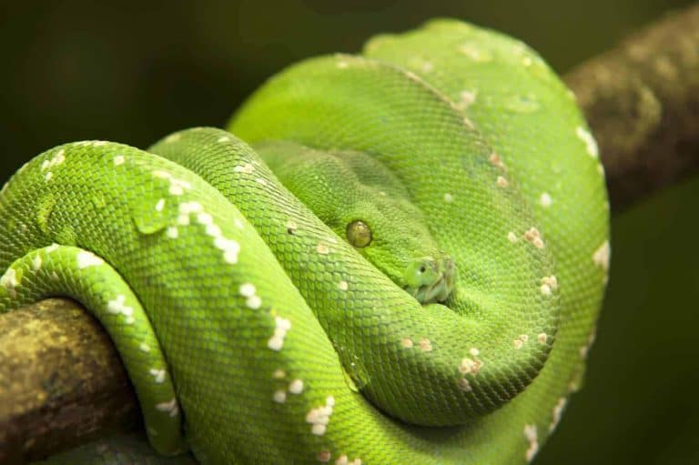 Popular Snake Breeds that are Green