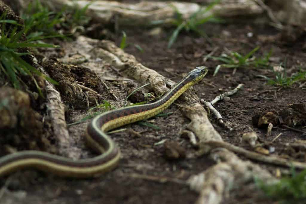 whats the difference between garden and garter How to Get Rid of a Garter Snake!