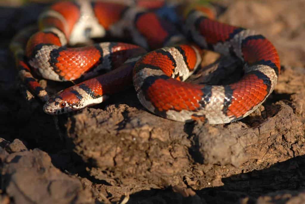 pet milksnake