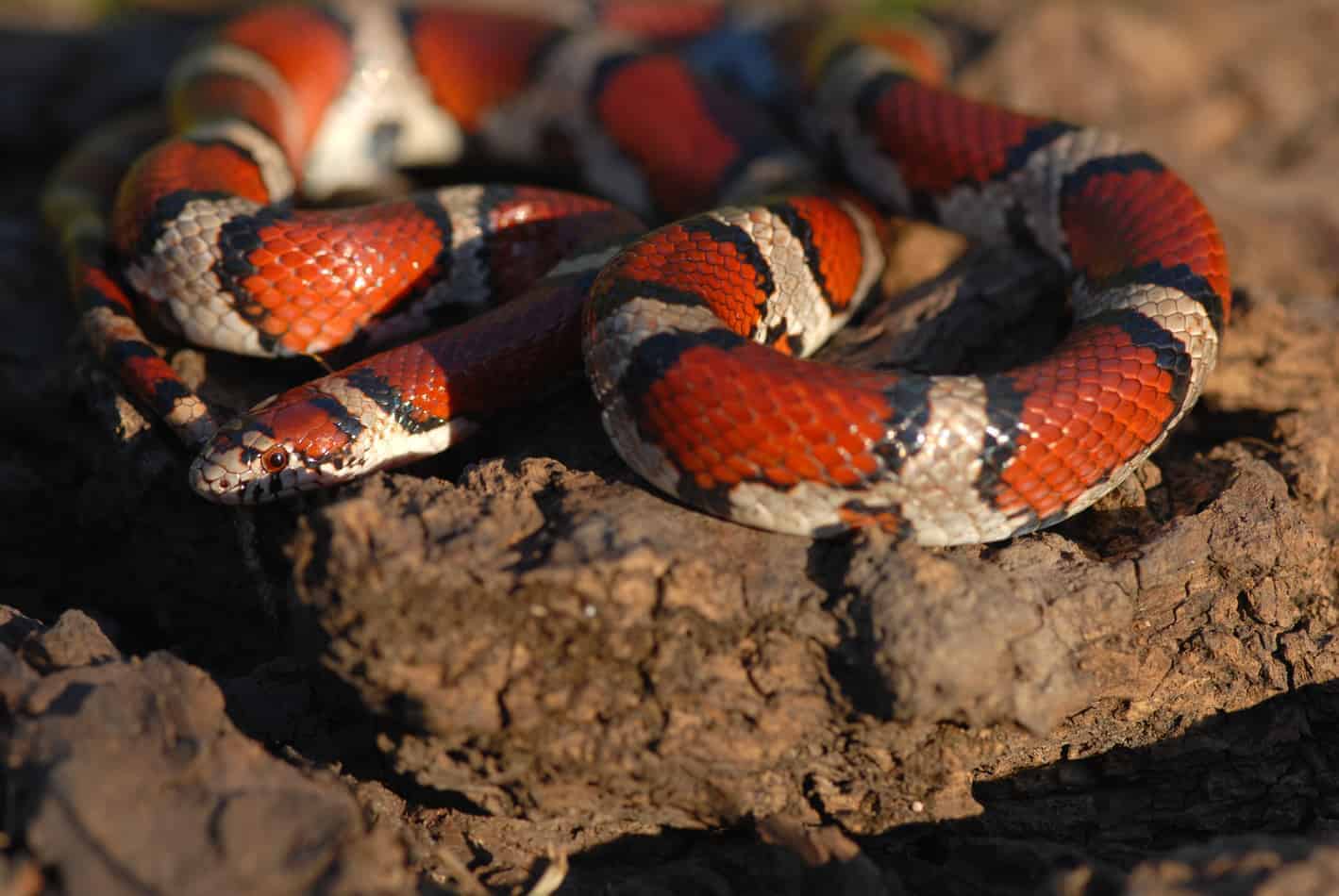 Do Milk Snakes Eat Spiders : What Do Milk Snakes Eat Embora Pets / A total of 24 subspecies of milk snakes exists.