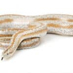 whats the temperament of a rosy boa Rosy Boas: How Long They Get and How Fast They Grow