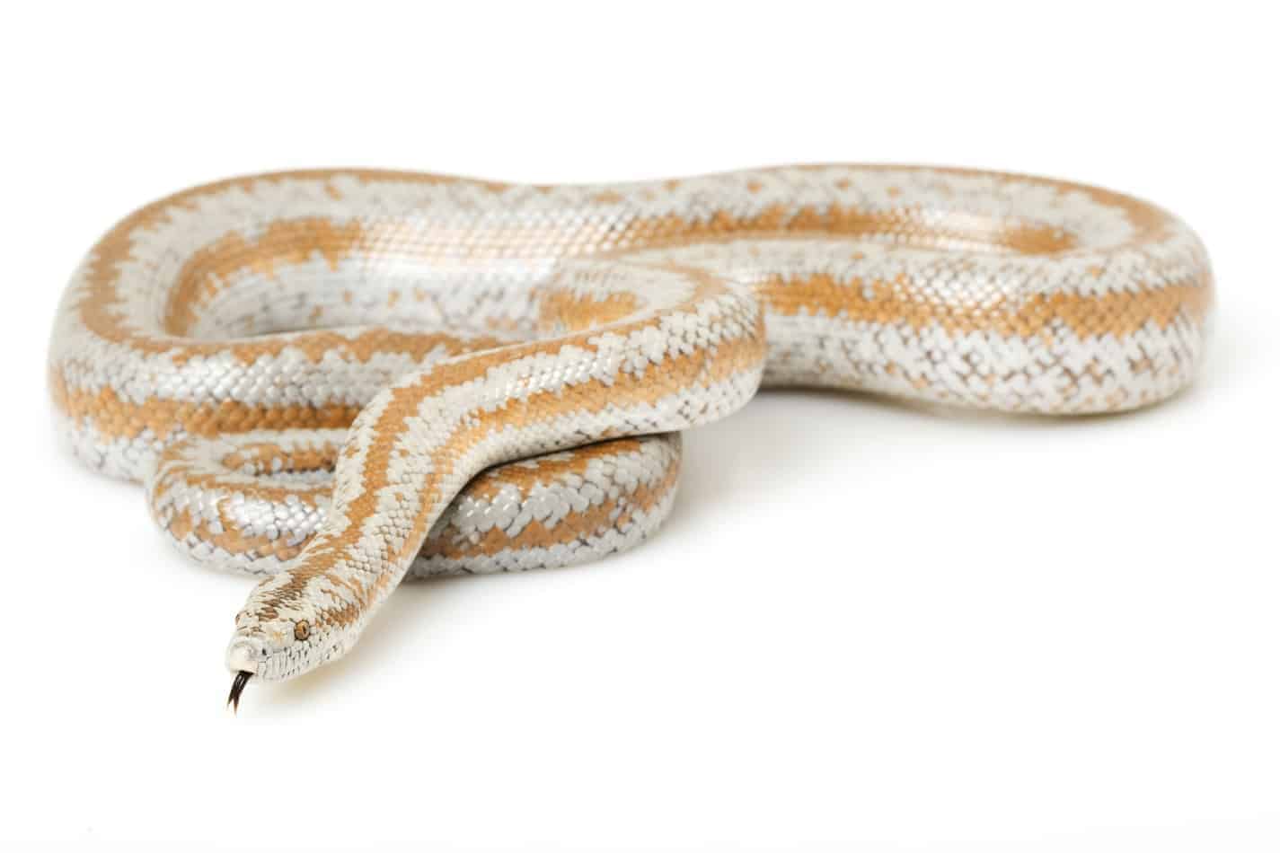 What's the Temperament of a Rosy Boa Snake? - Embora Pets