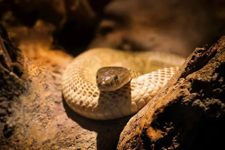 Where to Buy a Pet Snake (Explained!)
