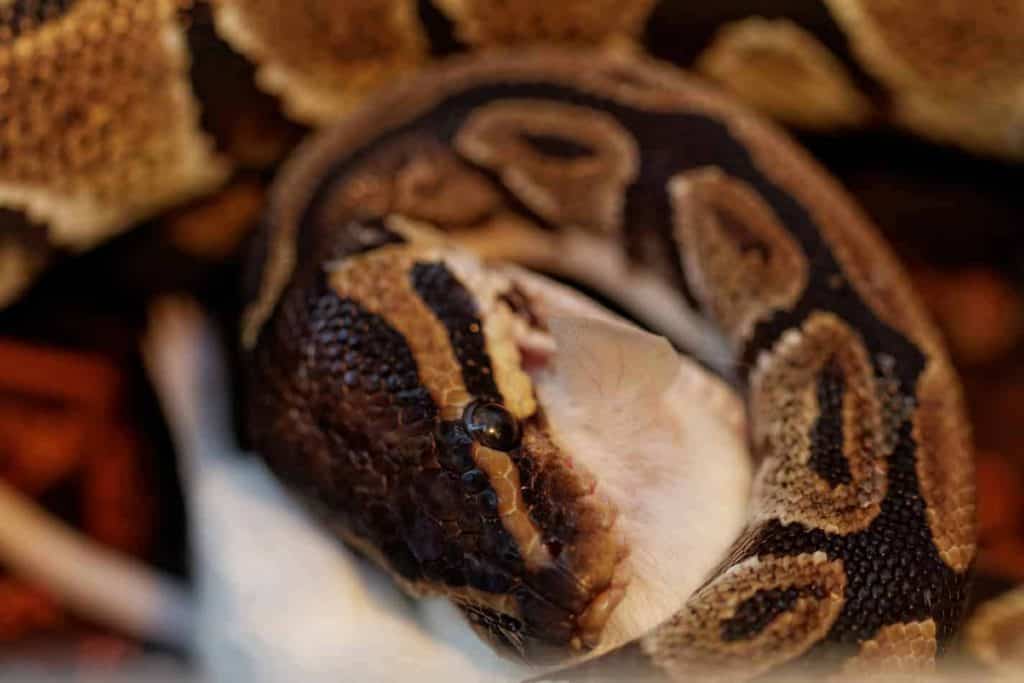 why prekill mice Can Pet Snakes Eat Wild Mice?