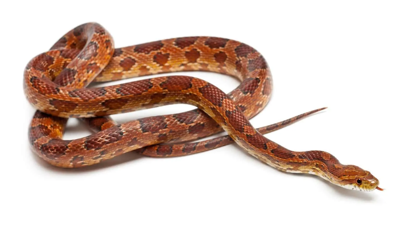 10 pros and cons of having a corn snake as a pet Most Popular Pet Snake Breeds