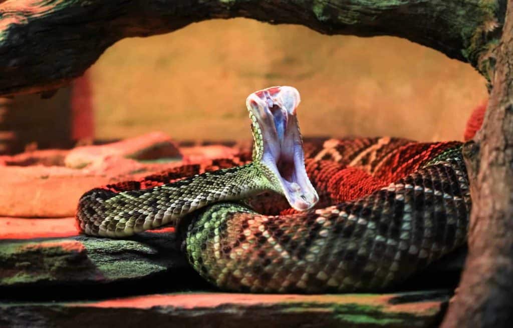 spiritual battle snakes without venom