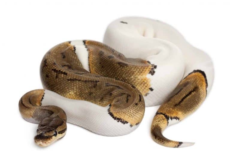 11 Cool Facts About Pied Ball Pythons