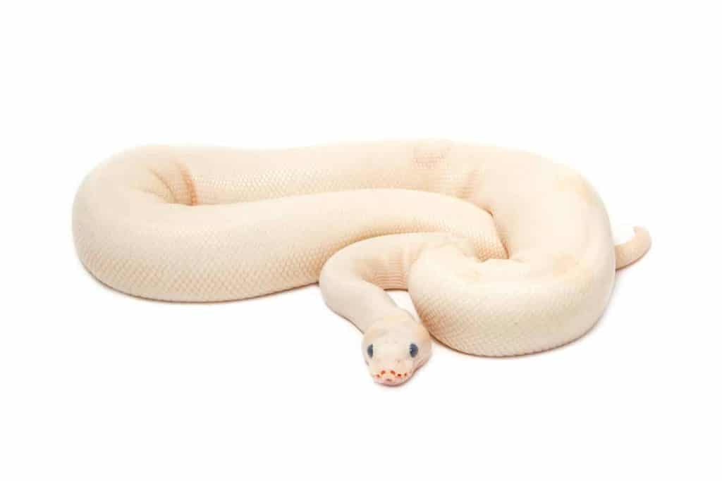 Albino Ball Pythons: 13 Cool Facts - Embora Pets