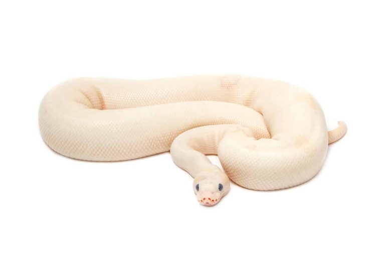 13 Cool Facts About Albino Ball Pythons