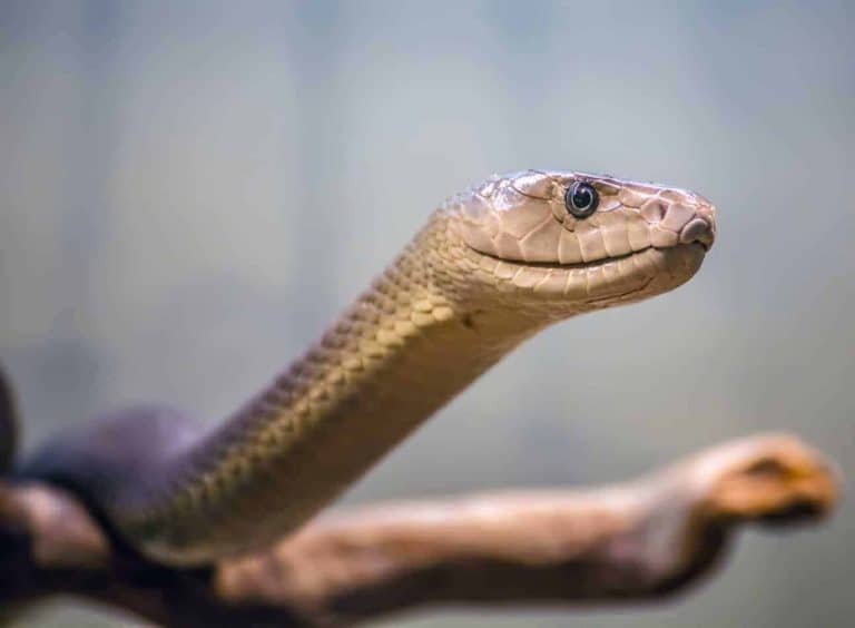 17 Interesting Facts about Black Mamba Snakes