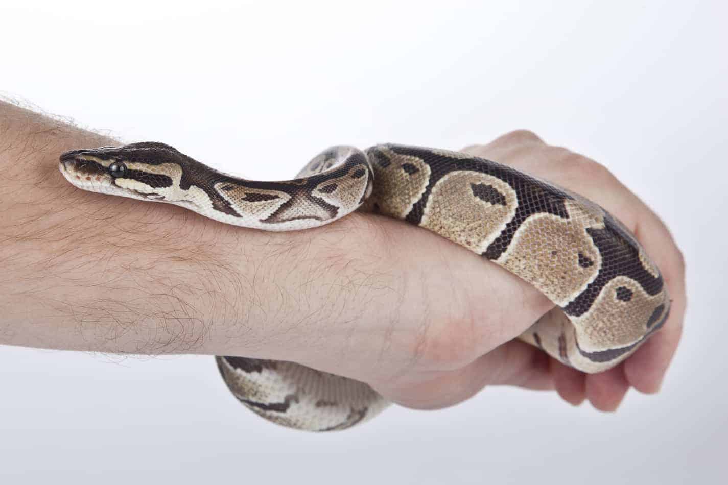 2 How to Choose Your First Pet Snake (Including Pictures and Costs)