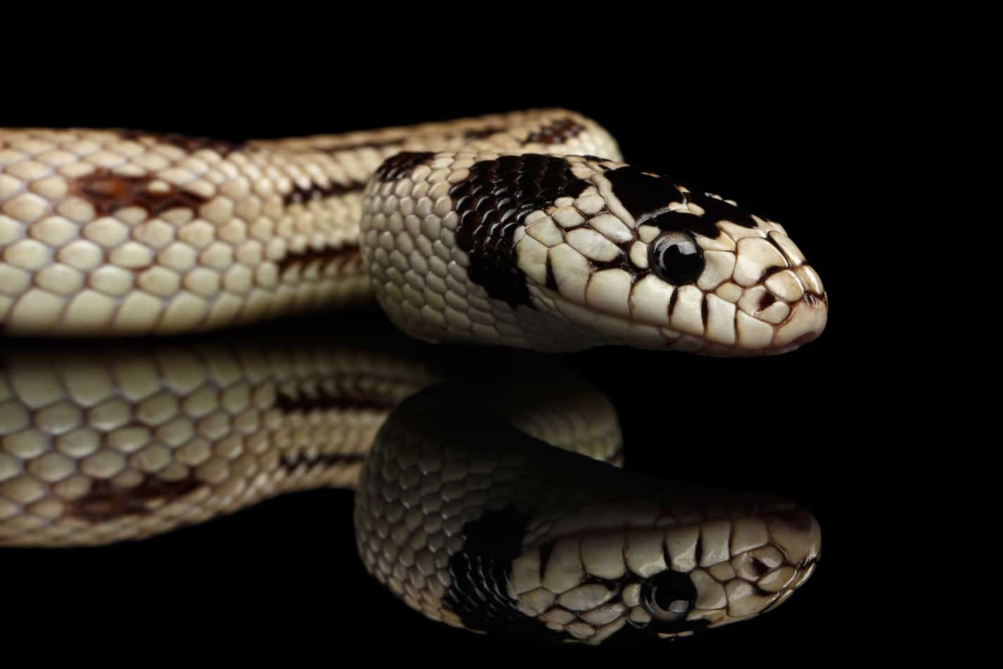 25 cool facts about king snakes 1 California King Snakes: Facts with Pictures and Video