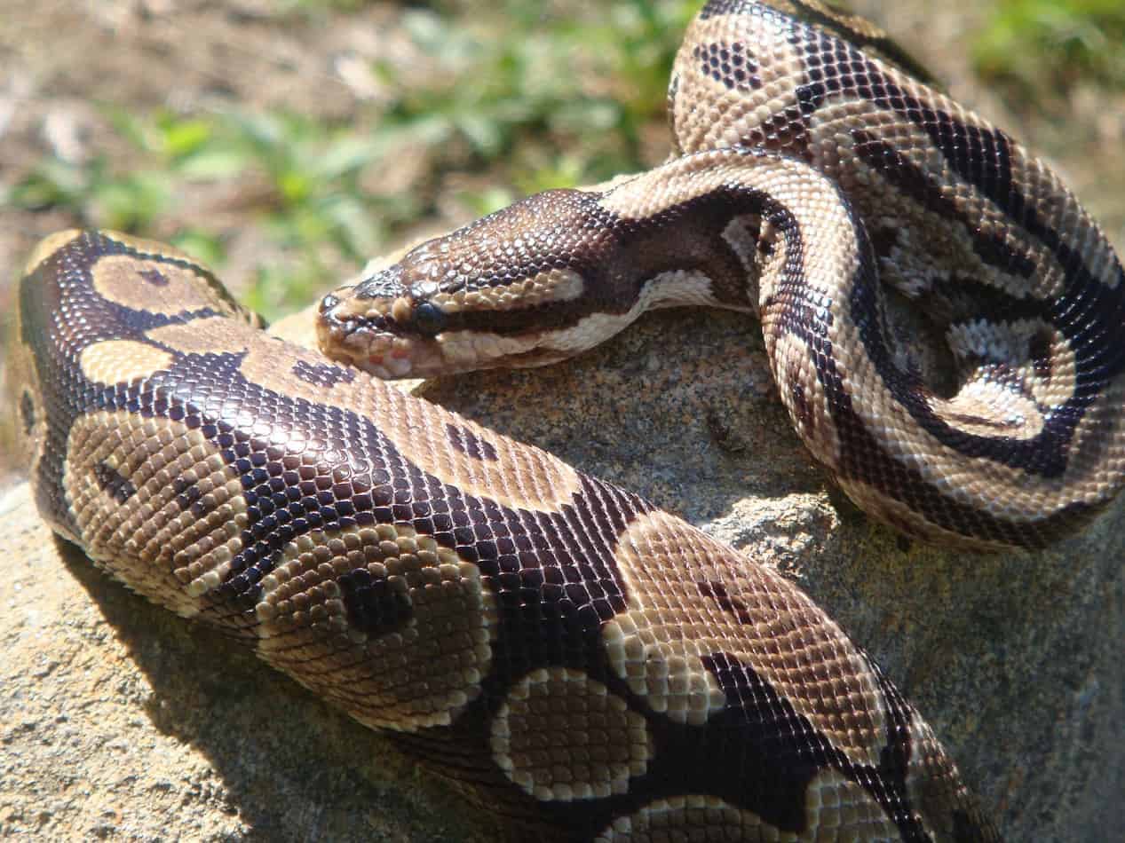 26 cool facts about ball pythons How Long do Ball Pythons Live?