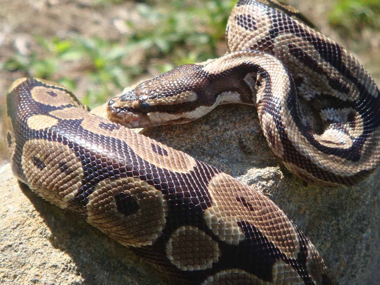 can a ball python eat a small dog