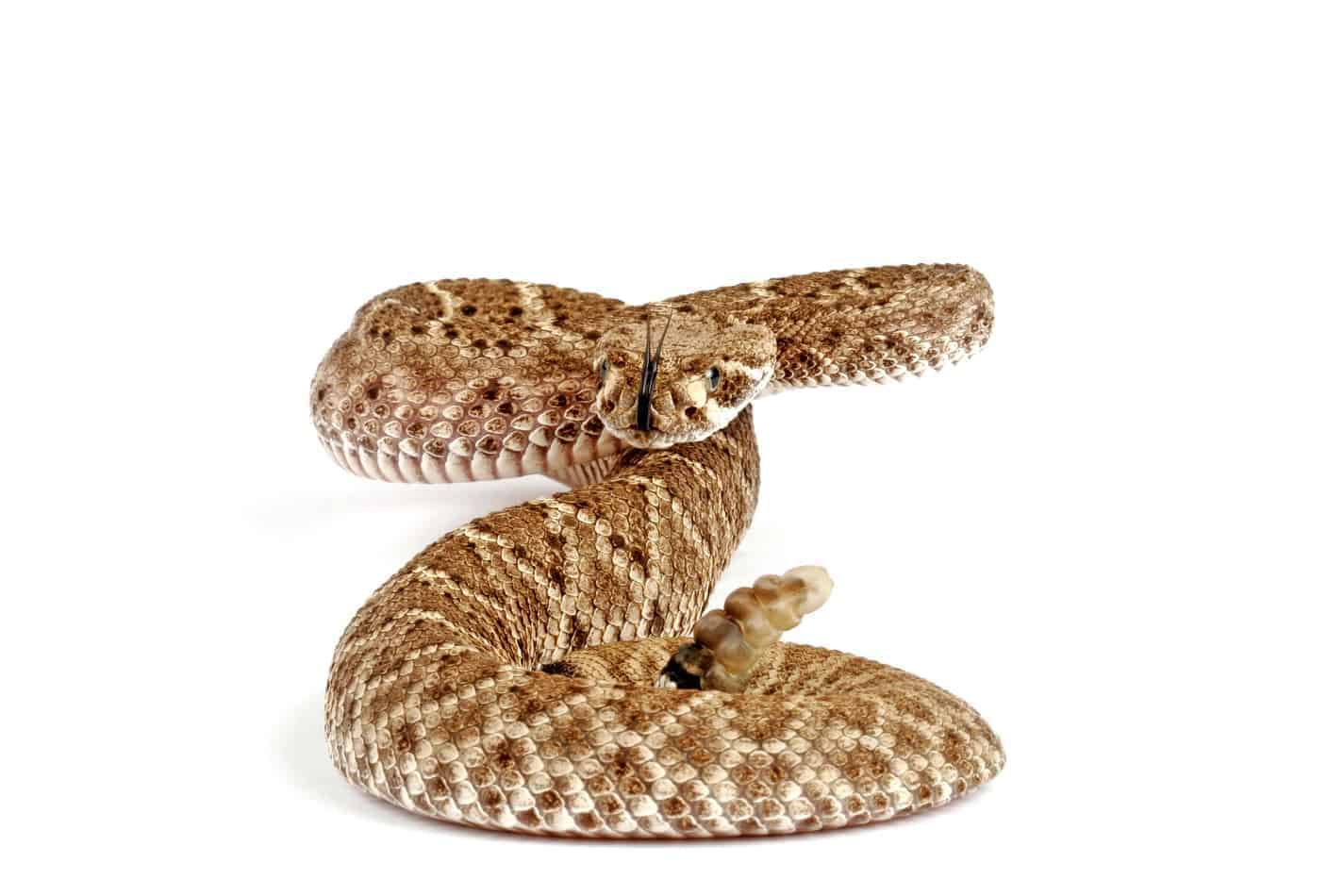 27 fascinating facts about rattlesnakes 1 27 Fascinating Facts About Rattlesnakes (With Pictures)