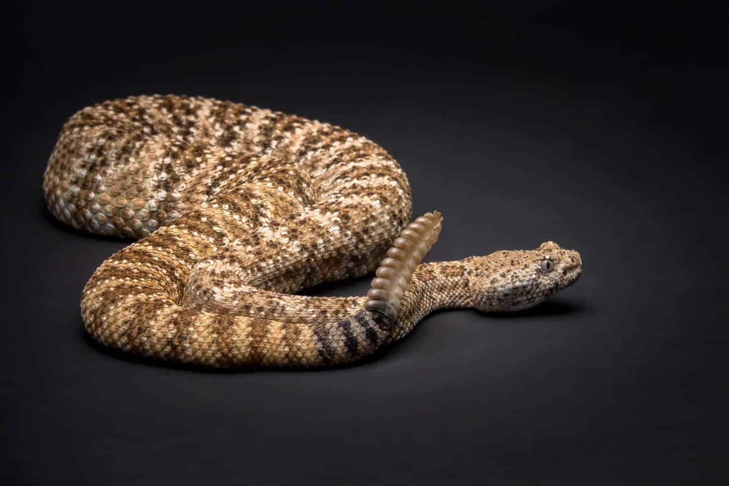 27 fascinating facts about rattlesnakes 2 Species Profile: Mojave Rattlesnake
