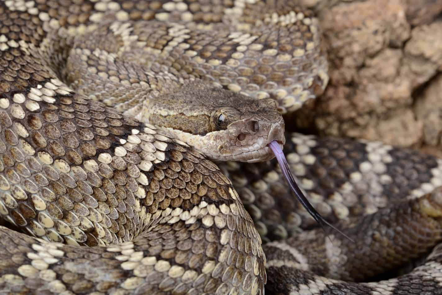 27 fascinating facts about rattlesnakes 4 27 Fascinating Facts About Rattlesnakes (With Pictures)