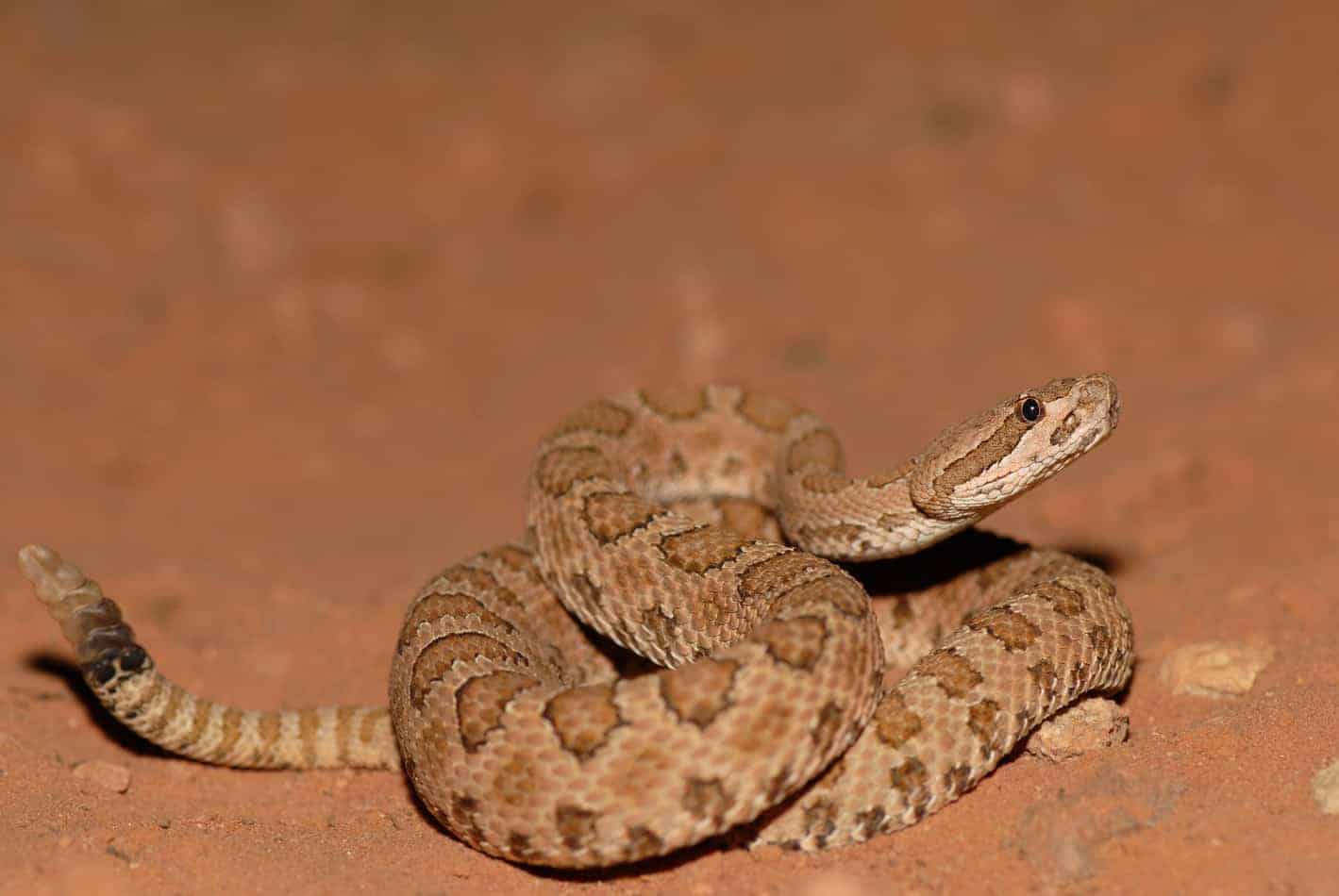 27 fascinating facts about rattlesnakes 5 27 Fascinating Facts About Rattlesnakes (With Pictures)