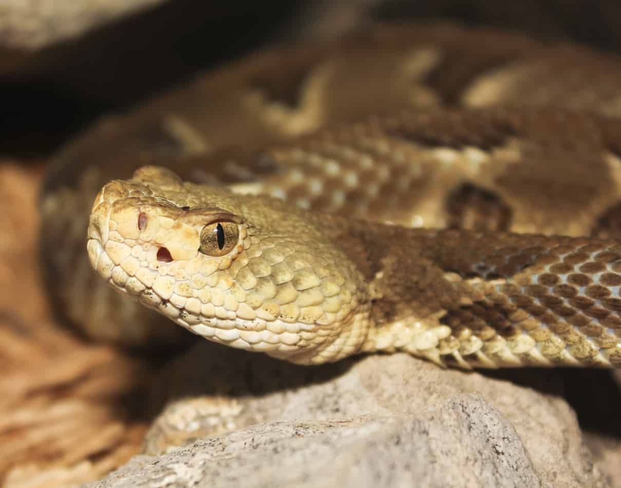 27 fascinating facts about rattlesnakes 6 27 Fascinating Facts About Rattlesnakes (With Pictures)