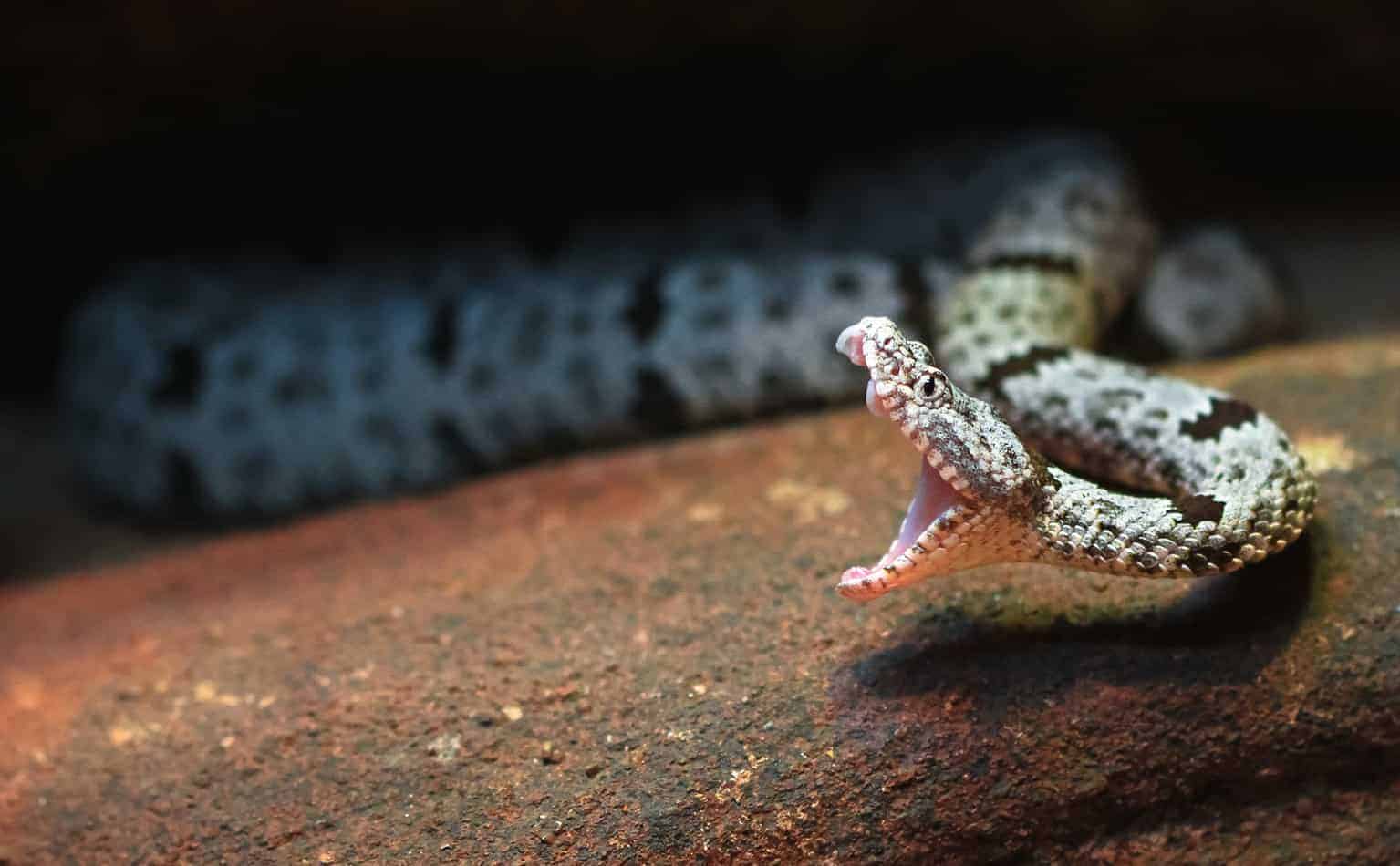 27 fascinating facts about rattlesnakes 7 27 Fascinating Facts About Rattlesnakes (With Pictures)