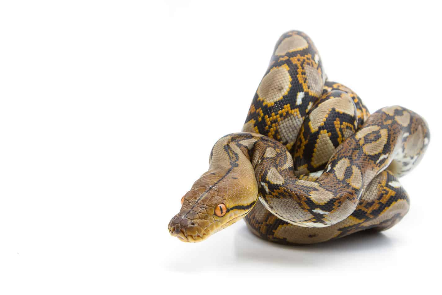 yellow boa constrictor shedding