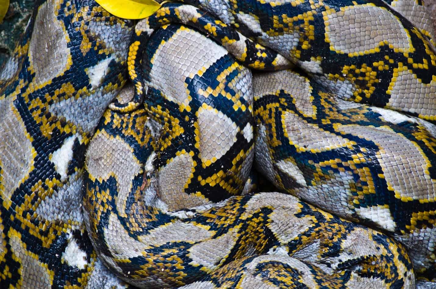 yellow boa constrictor pet rihanna