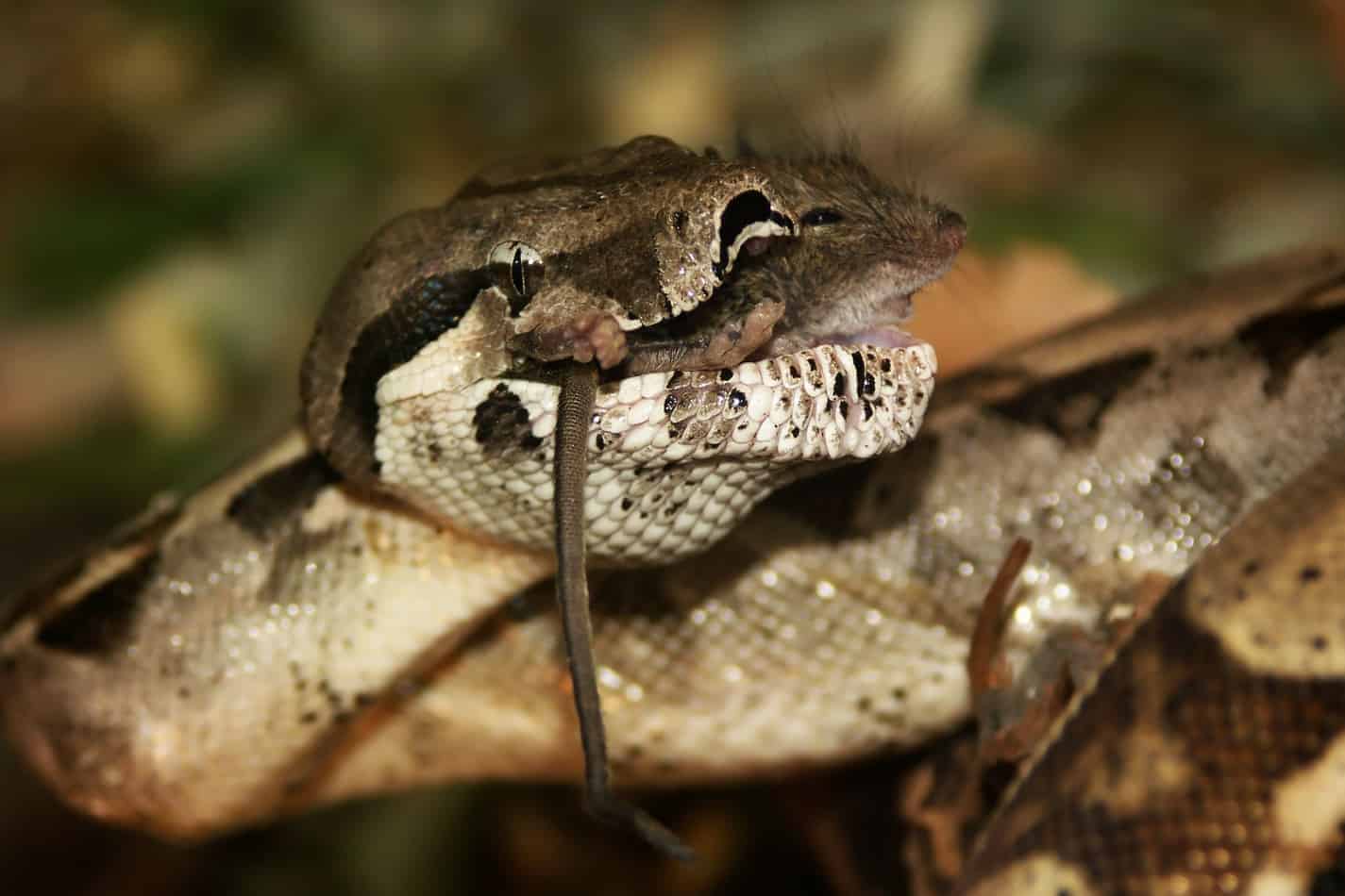 common boa constrictor habitat