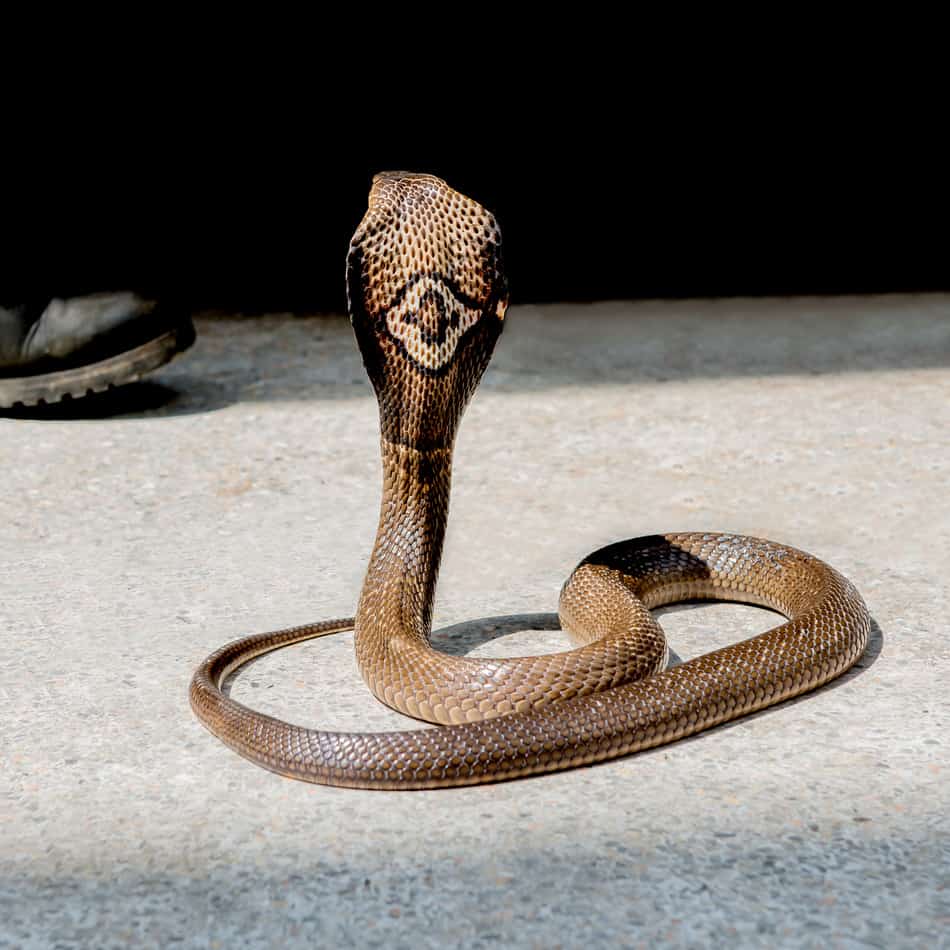 27 interesting facts about king cobras 2 27 Interesting Facts About King Cobras (With Pictures)
