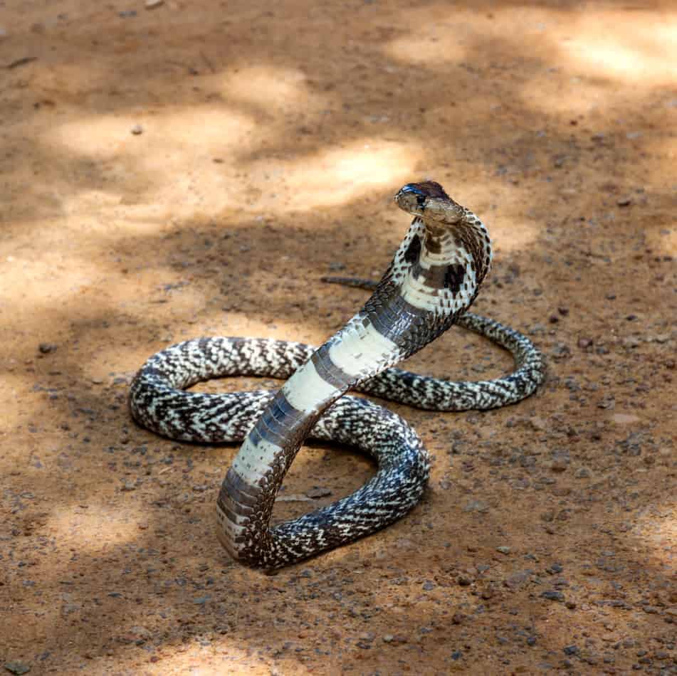 27 interesting facts about king cobras 4 27 Interesting Facts About King Cobras (With Pictures)