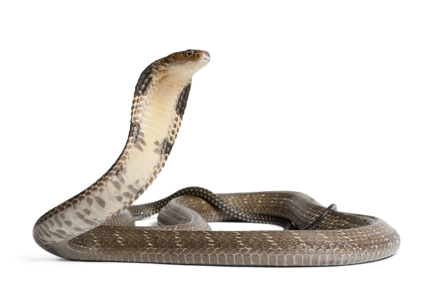 27 Interesting Facts About King Cobras (With Pictures) - Embora Pets