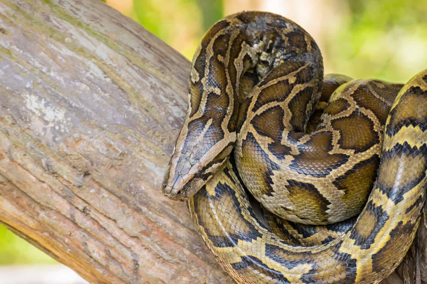 29 interesting facts about burmese pythons 2 29 Interesting Facts About Burmese Pythons (With Pictures)