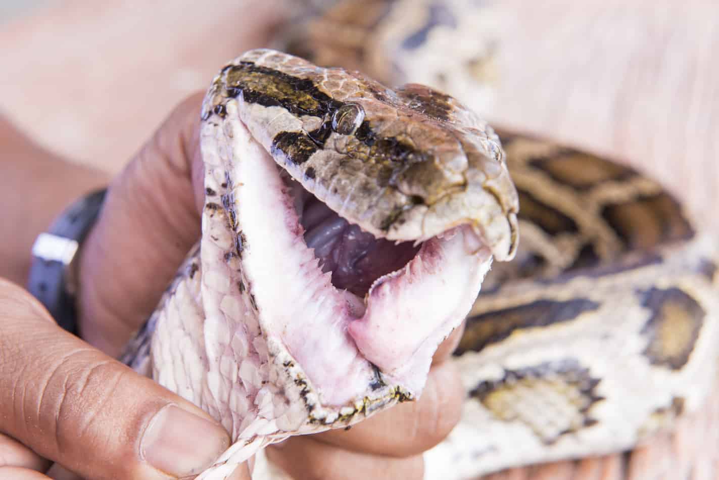 29 interesting facts about burmese pythons 4 29 Interesting Facts About Burmese Pythons (With Pictures)