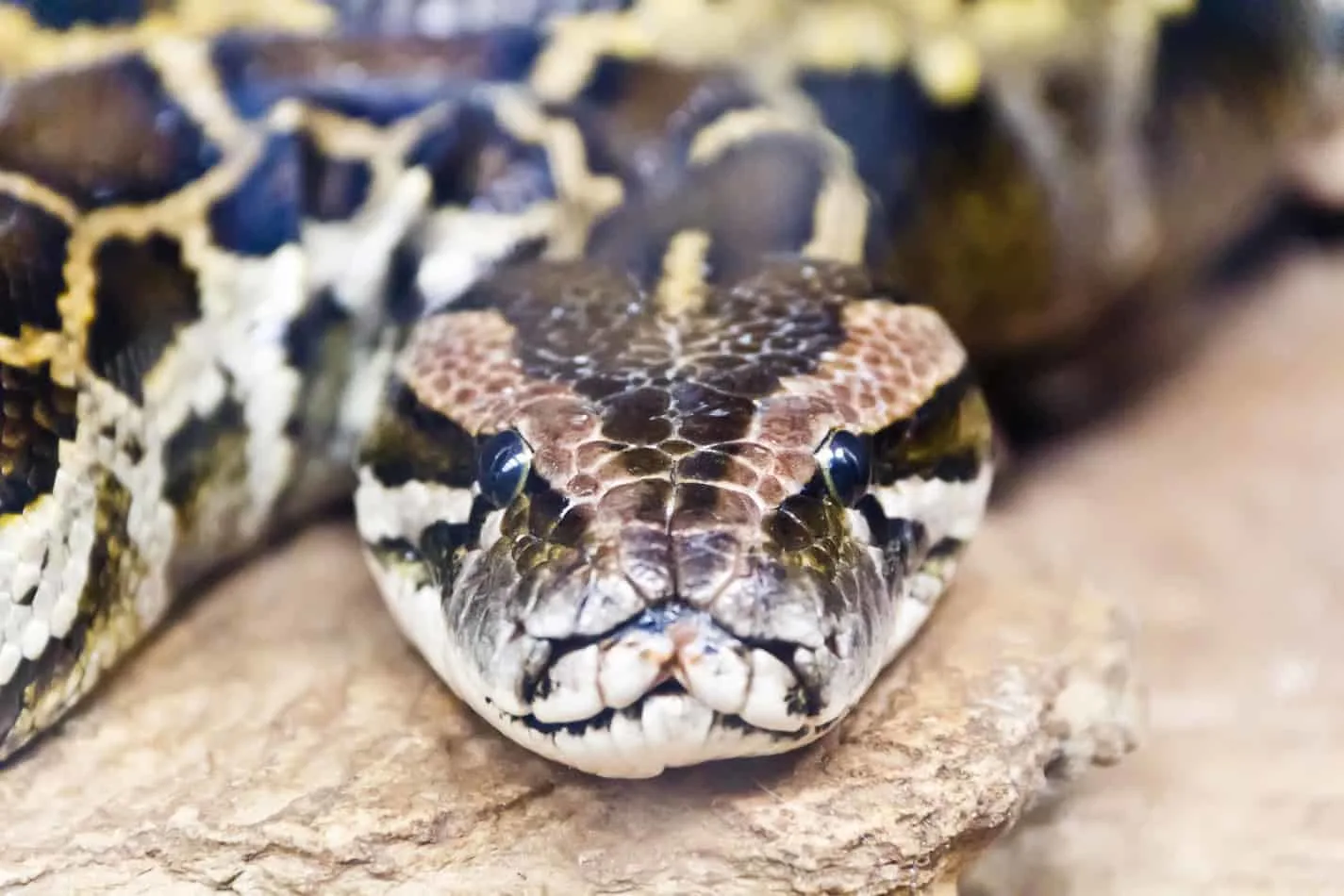 29 Interesting Facts About Burmese Pythons With Pictures Embora Pets