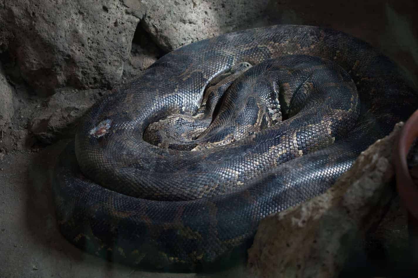 29 interesting facts about burmese pythons 6 29 Interesting Facts About Burmese Pythons (With Pictures)