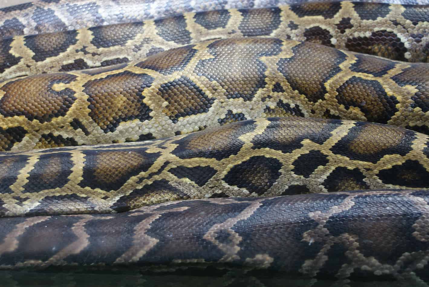 29 interesting facts about burmese pythons 7 29 Interesting Facts About Burmese Pythons (With Pictures)
