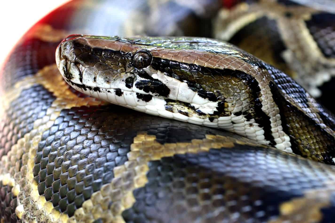 burmese python teeth