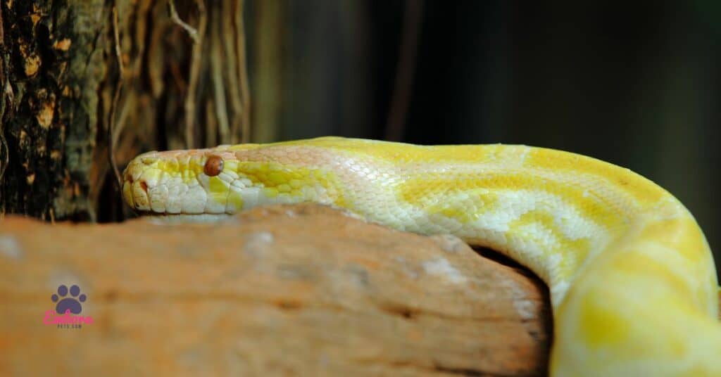 Albino Ball Pythons