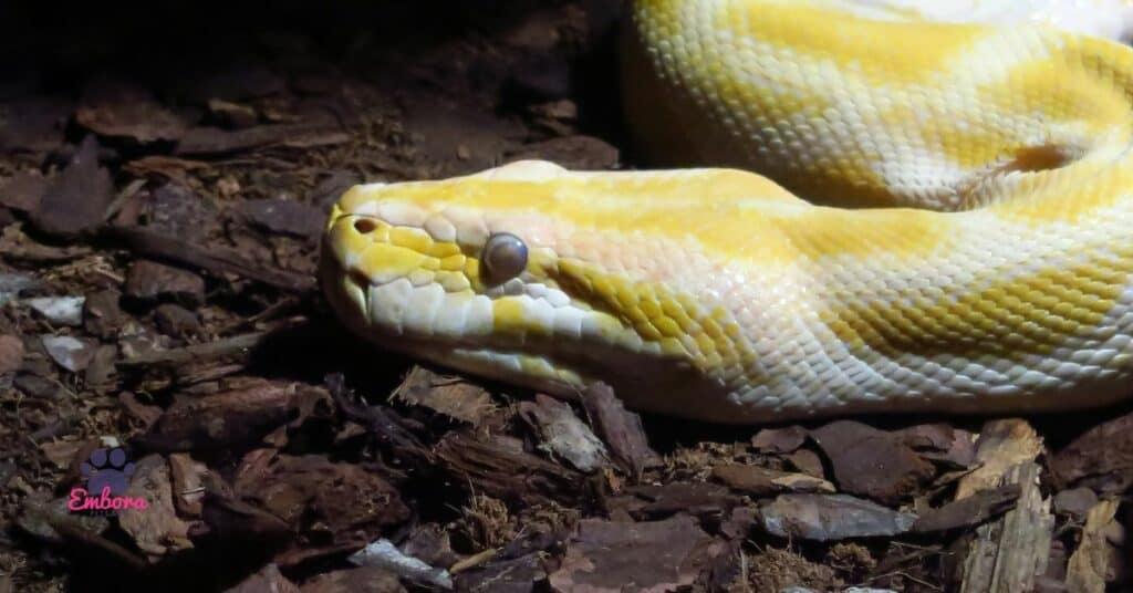 Albino Ball Pythons