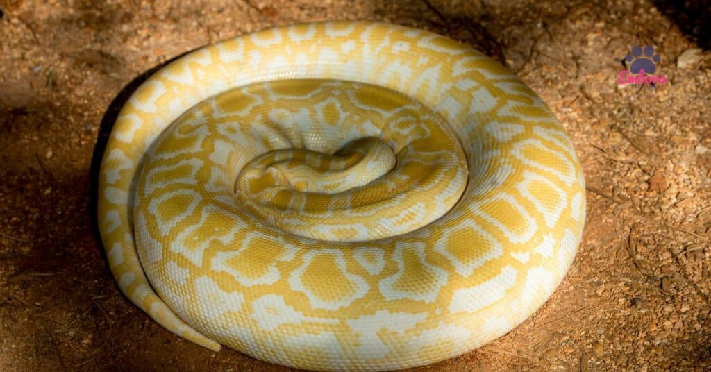 Albino Ball Pythons