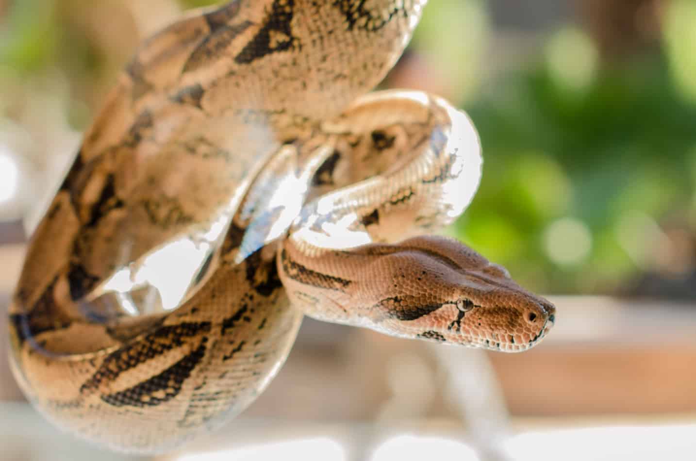 Are boa constrictors poisonous 1 Are Boa Constrictors Poisonous?