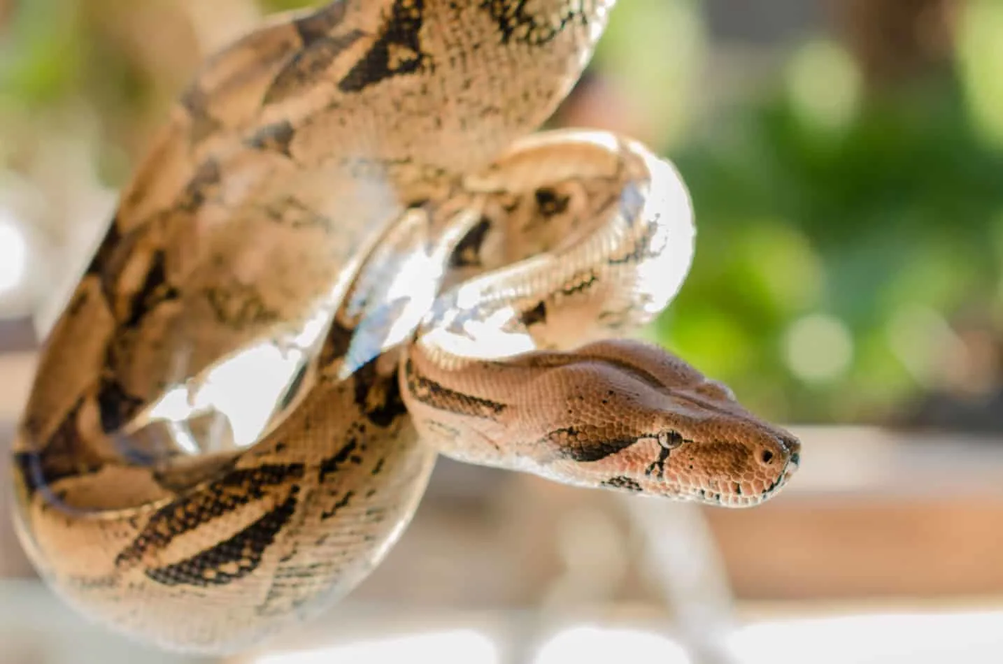 Are boa constrictors poisonous Most Popular Pet Snake Breeds