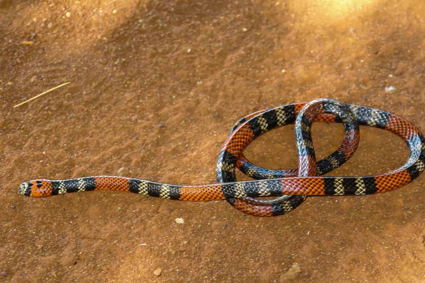 Are king snakes poisonous coral snake Are King Snakes Poisonous?