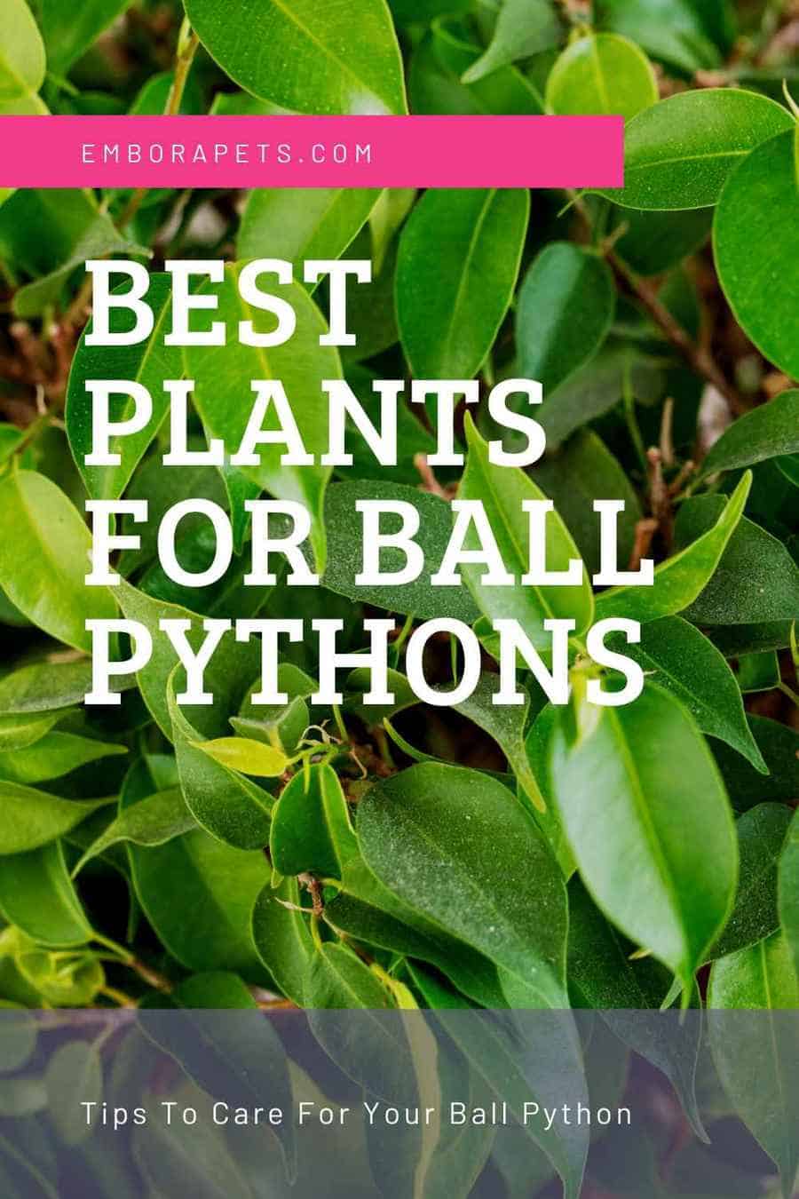 Best Plants for Ball Pythons (What's Safe) Embora Pets