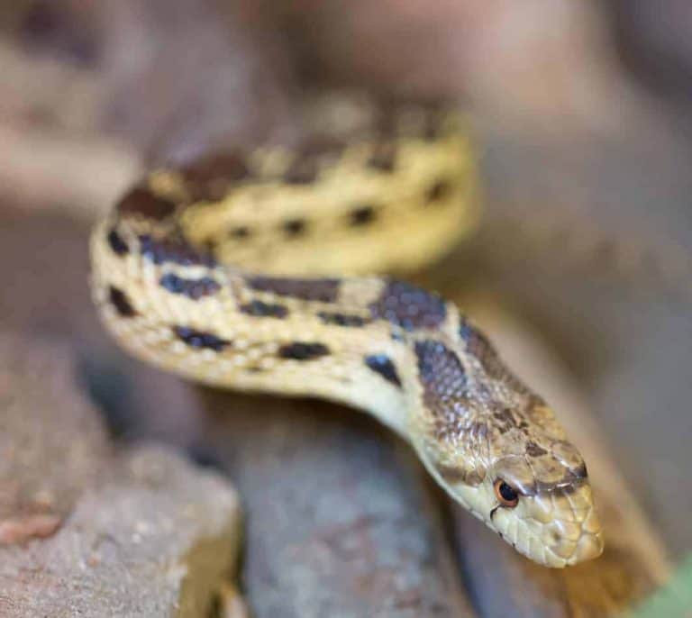 Best Snake Breeds for Kids that are Safe and Easy to Care for?