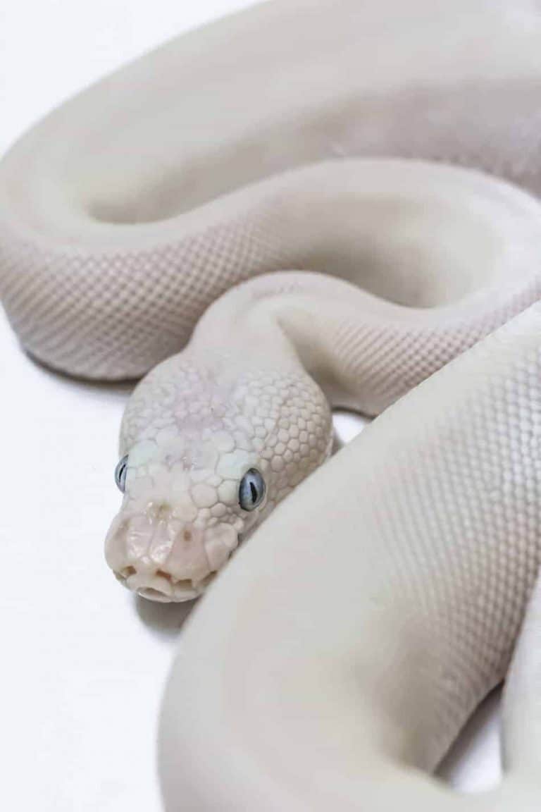 Blue Eyed Leucistic Ball Pythons: Everything You Need to Know