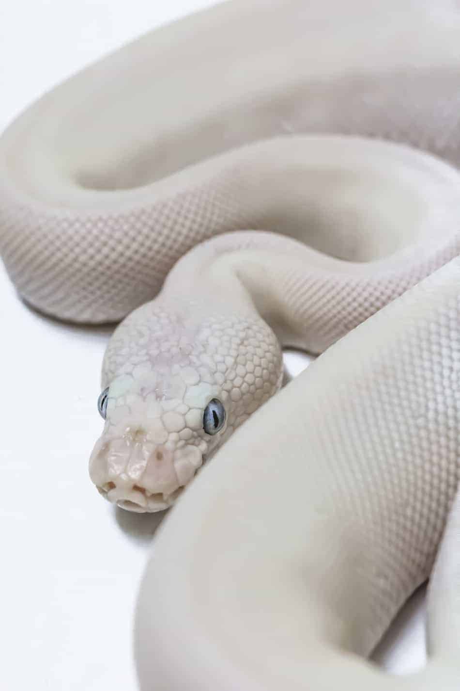 Small Blue Eyed Leucistic Ball Pythons