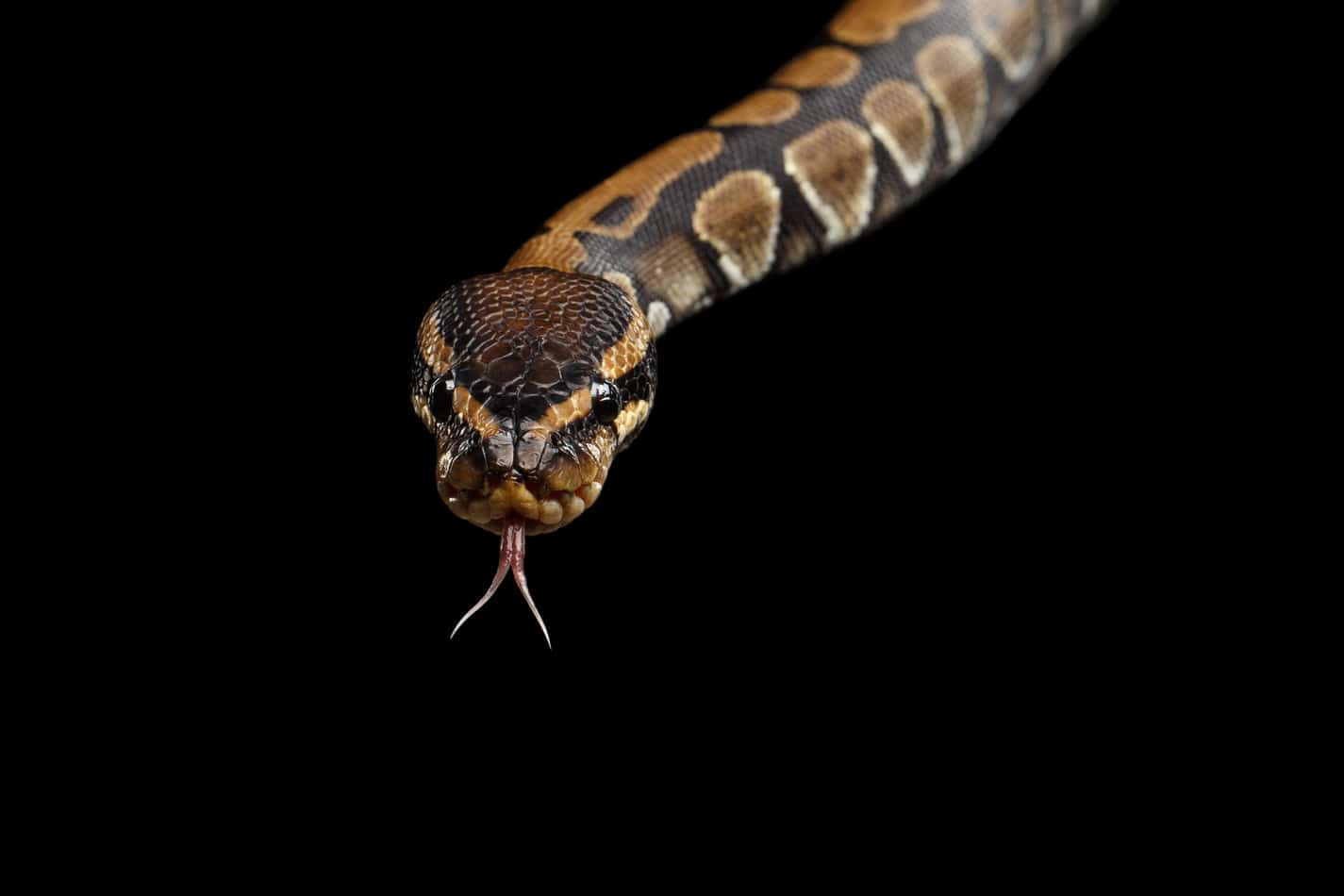 ball python face