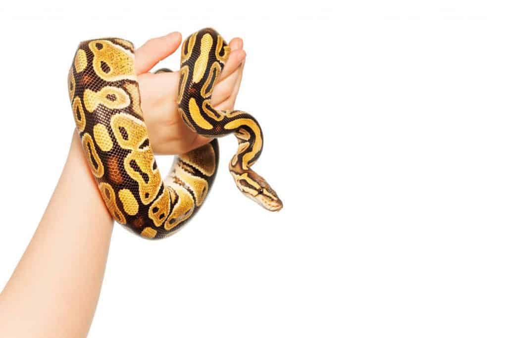 can-pet-snakes-be-affectionate-to-their-owners-embora-pets